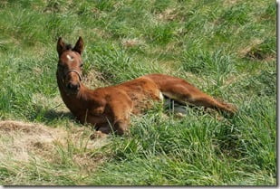 horse Orb as a foal